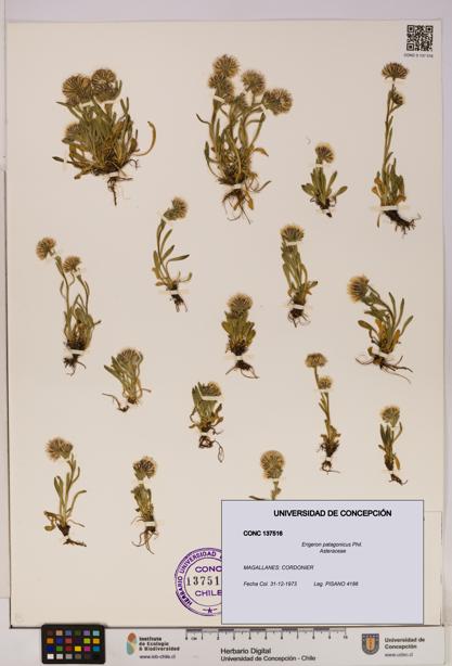 Erigeron patagonicus [Espécimen: UDEC:CONC:0137516]