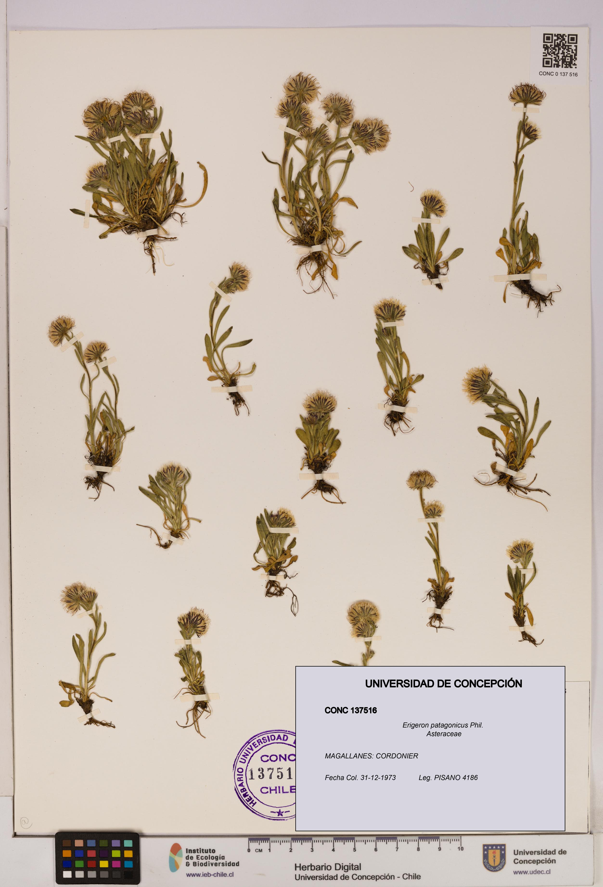 Erigeron patagonicus [Espécimen: UDEC:CONC:0137516]