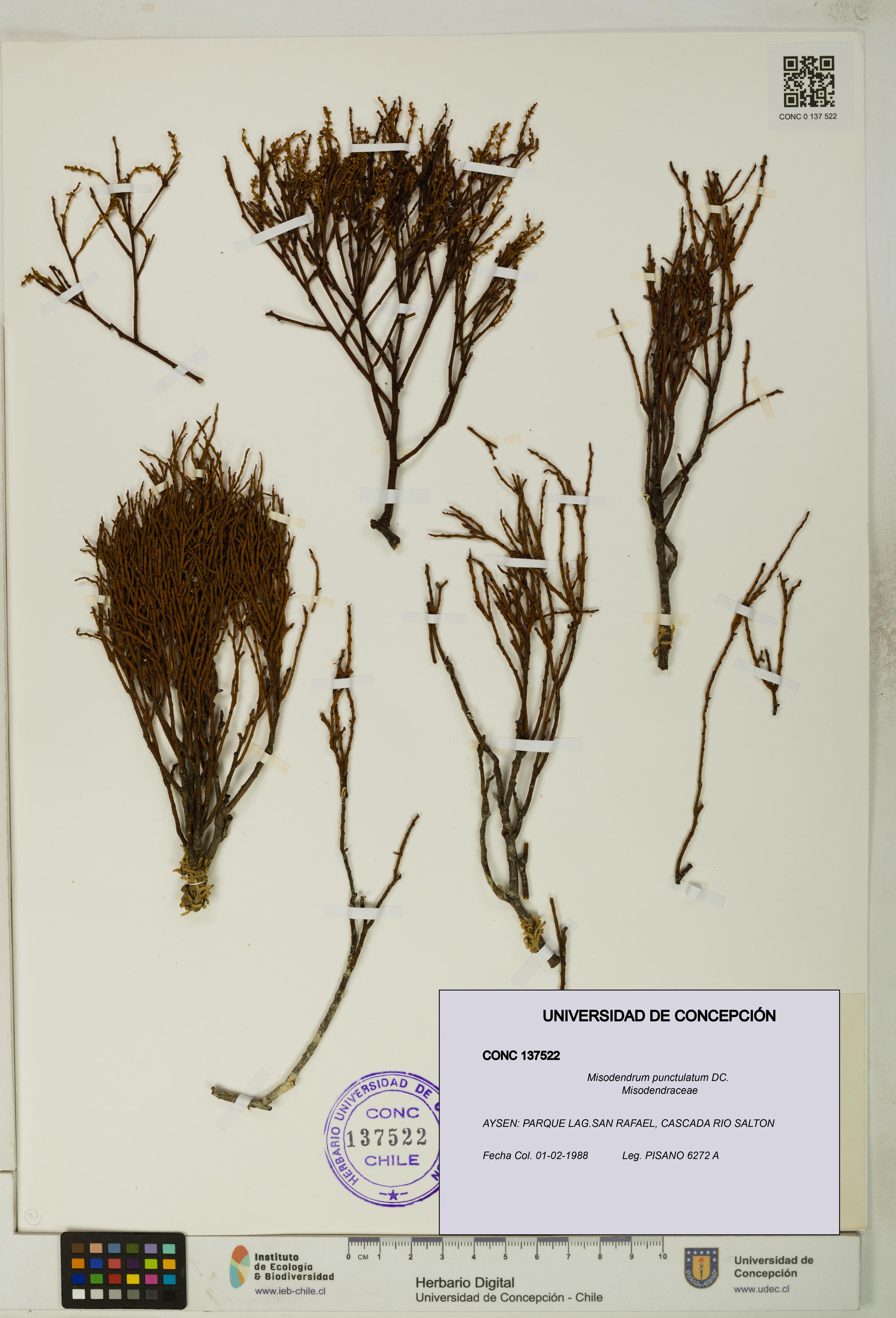 Misodendrum punctulatum [Espécimen: UDEC:CONC:0137522]