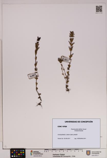 Parentucellia latifolia [Espécimen: UDEC:CONC:0137523]