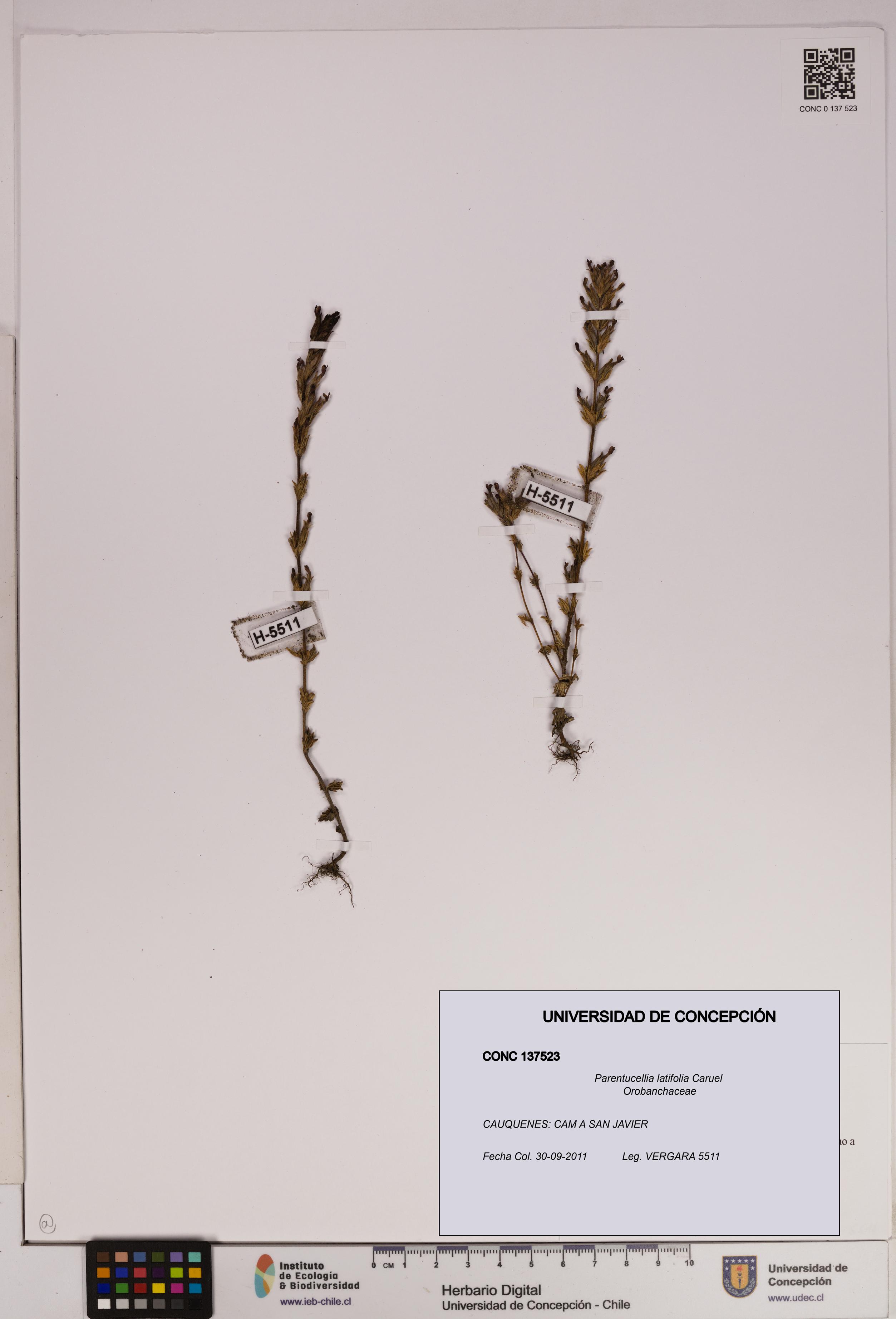 Parentucellia latifolia [Espécimen: UDEC:CONC:0137523]