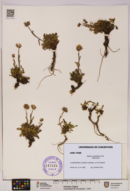 Erigeron leptopetalus [Espécimen: UDEC:CONC:0137525]