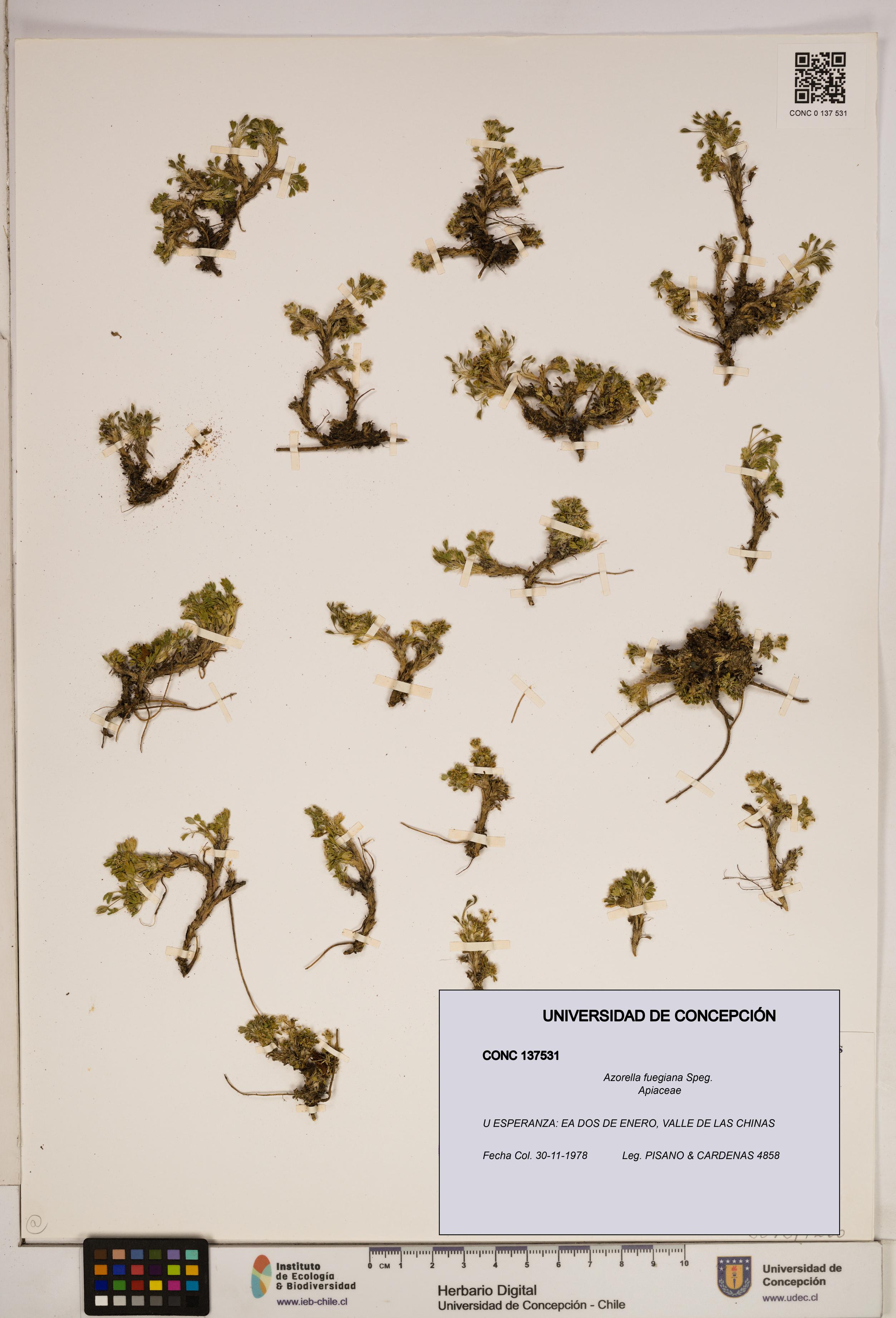 Azorella fuegiana [Espécimen: ]