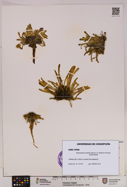 Gamocarpha australis [Espécimen: UDEC:CONC:0137533]