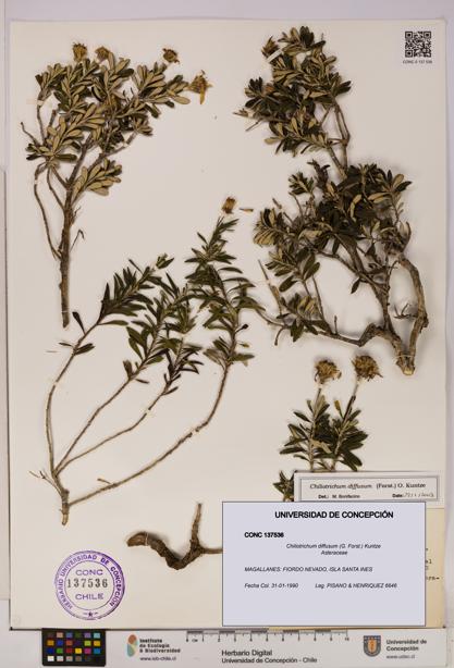 Chiliotrichum diffusum [Espécimen: UDEC:CONC:0137536]