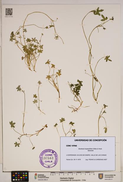 Bowlesia tropaeolifolia [Espécimen: ]