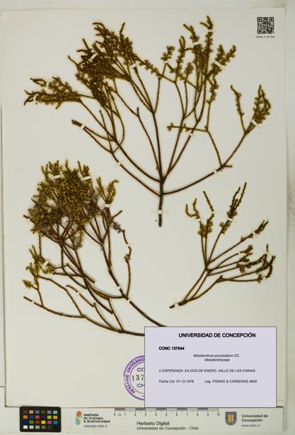 Misodendrum punctulatum [Espécimen: UDEC:CONC:0137544]