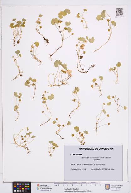 Hydrocotyle chamaemorus [Espécimen: ]