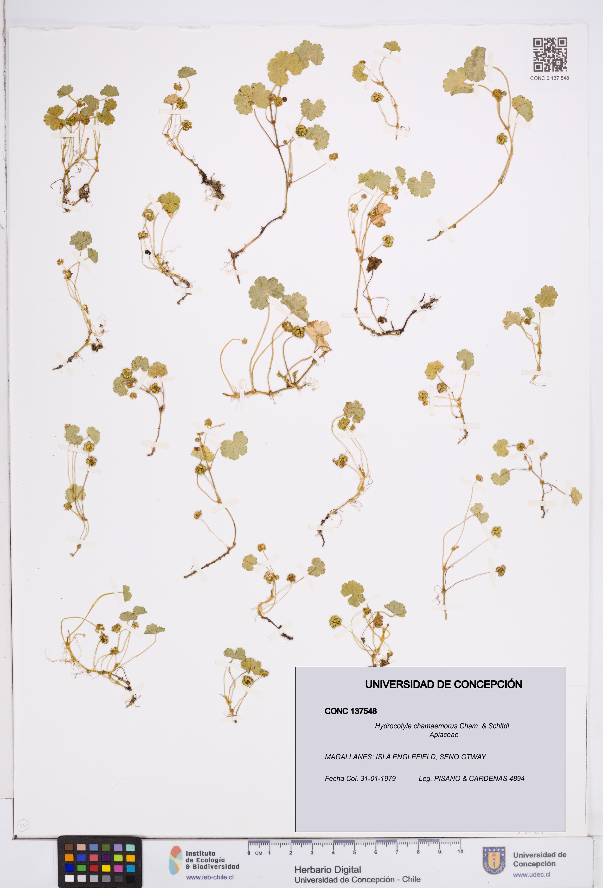 Hydrocotyle chamaemorus [Espécimen: ]