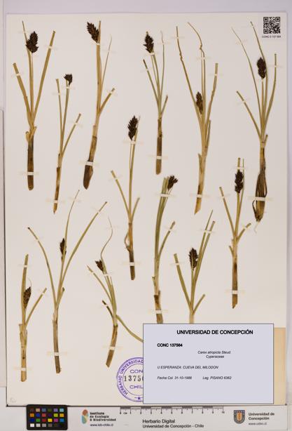 Carex atropicta [Espécimen: UDEC:CONC:0137564]