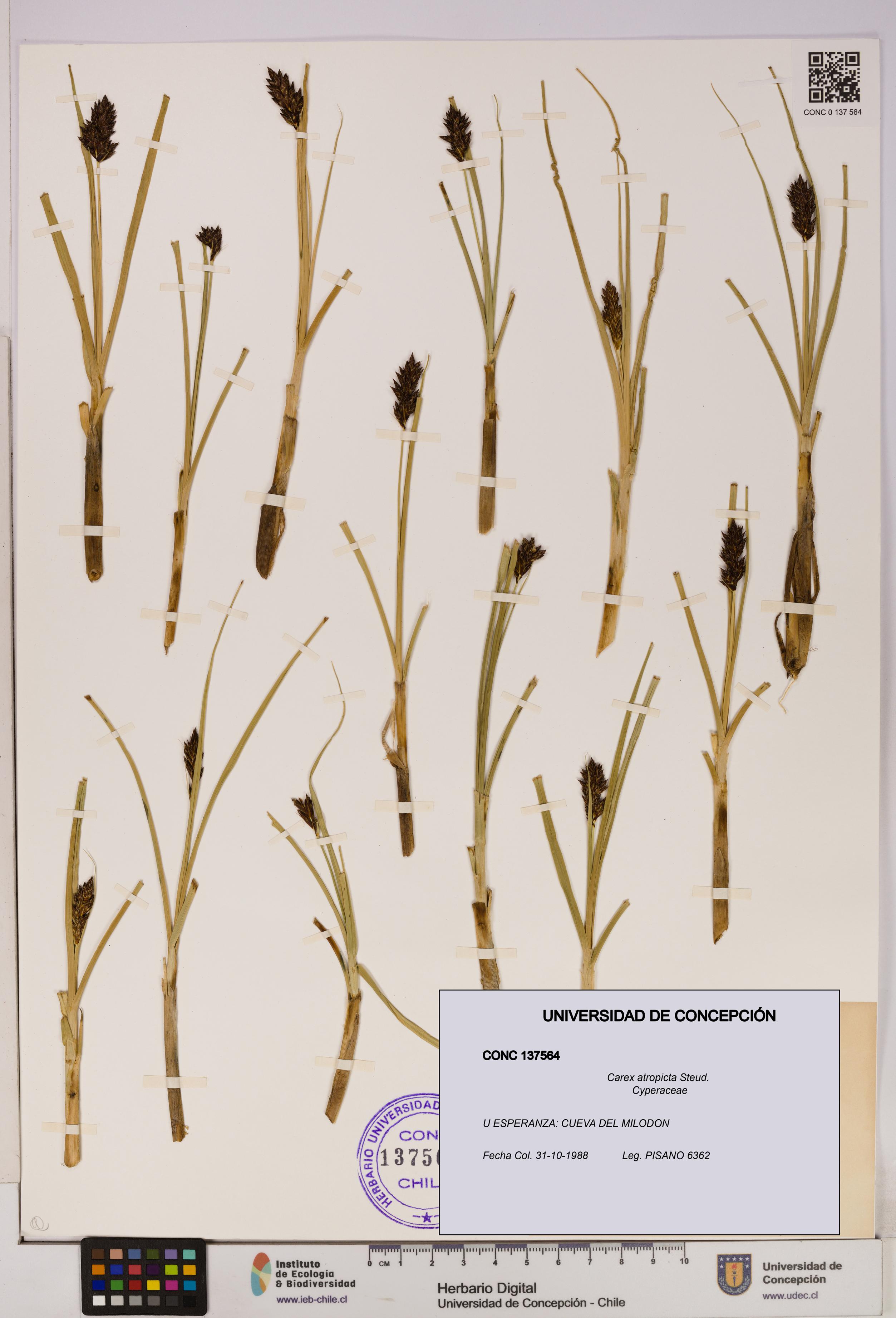 Carex atropicta [Espécimen: UDEC:CONC:0137564]