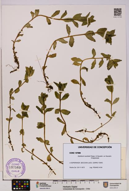 Epilobium australe [Espécimen: UDEC:CONC:0137569]