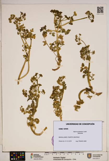 Apium prostratum [Espécimen: ]