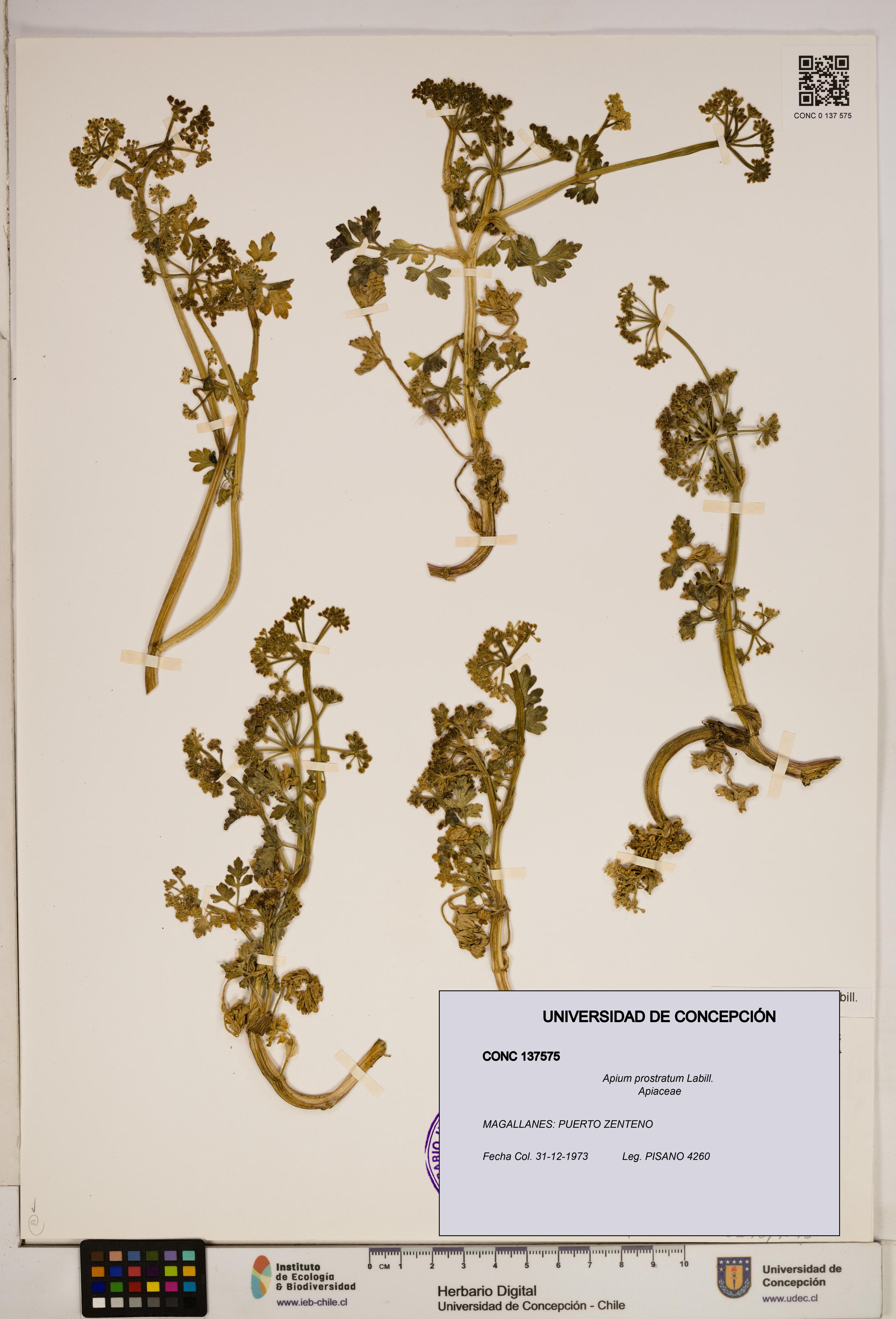 Apium prostratum [Espécimen: ]