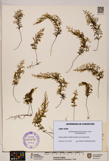 Hymenophyllum secundum [Espécimen: ]