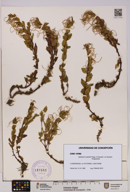 Epilobium australe [Espécimen: UDEC:CONC:0137582]