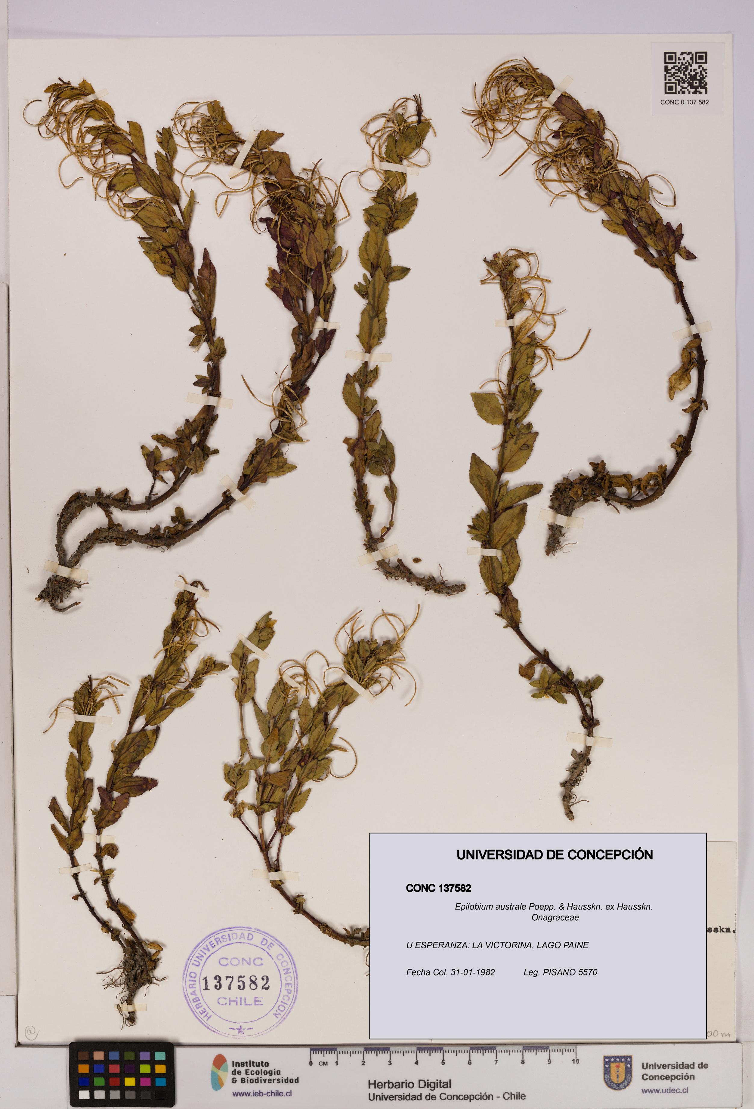 Epilobium australe [Espécimen: UDEC:CONC:0137582]