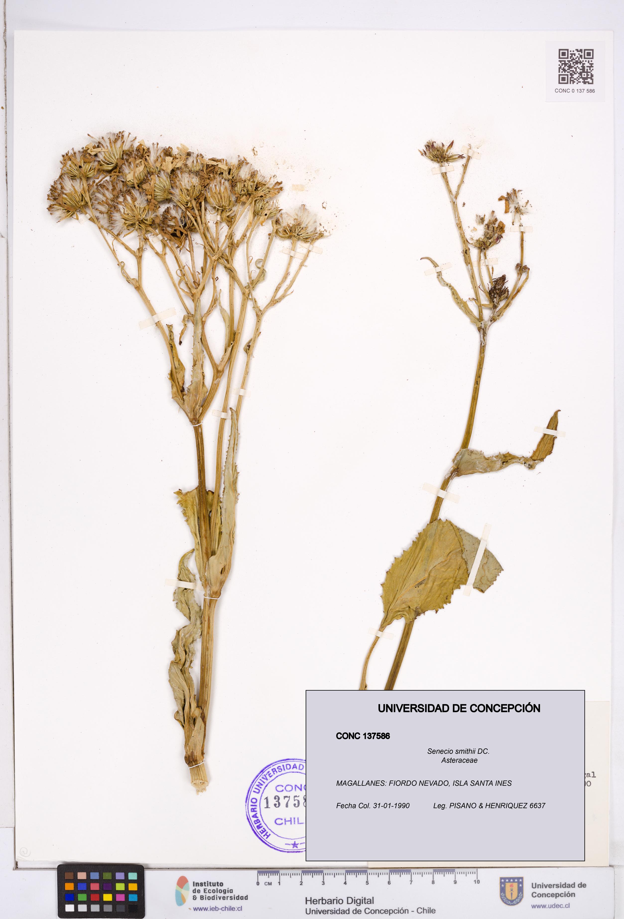 Senecio smithii [Espécimen: ]