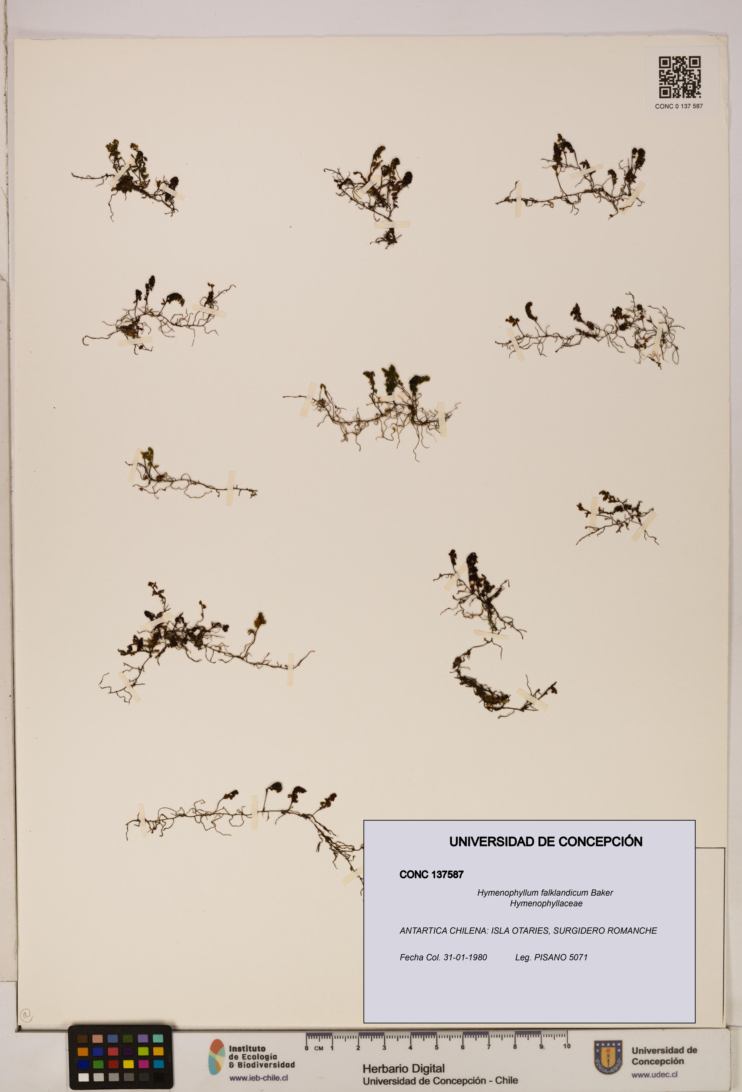 Hymenophyllum falklandicum [Espécimen: UDEC:CONC:0137587]