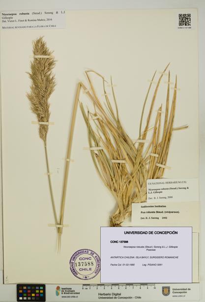 Nicoraepoa robusta [Espécimen: UDEC:CONC:0137588]