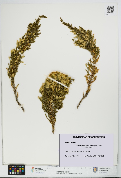 Lepidophyllum cupressiforme [Espécimen: UDEC:CONC:0137593]