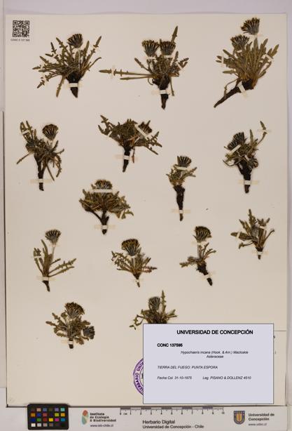 Hypochaeris incana [Espécimen: UDEC:CONC:0137595]