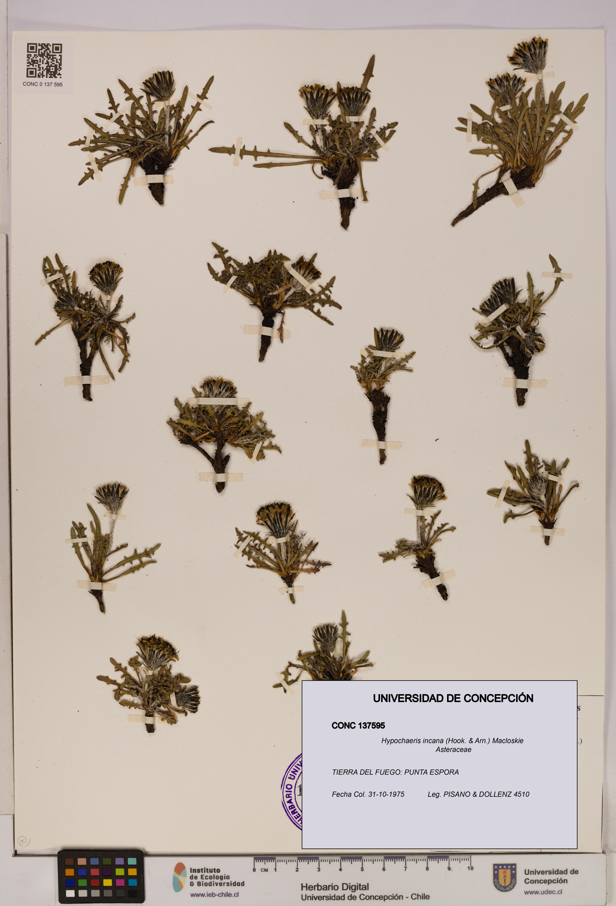 Hypochaeris incana [Espécimen: UDEC:CONC:0137595]