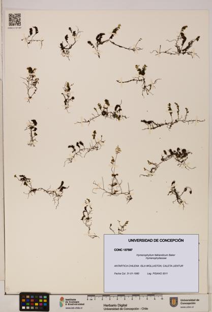 Hymenophyllum falklandicum [Espécimen: UDEC:CONC:0137597]