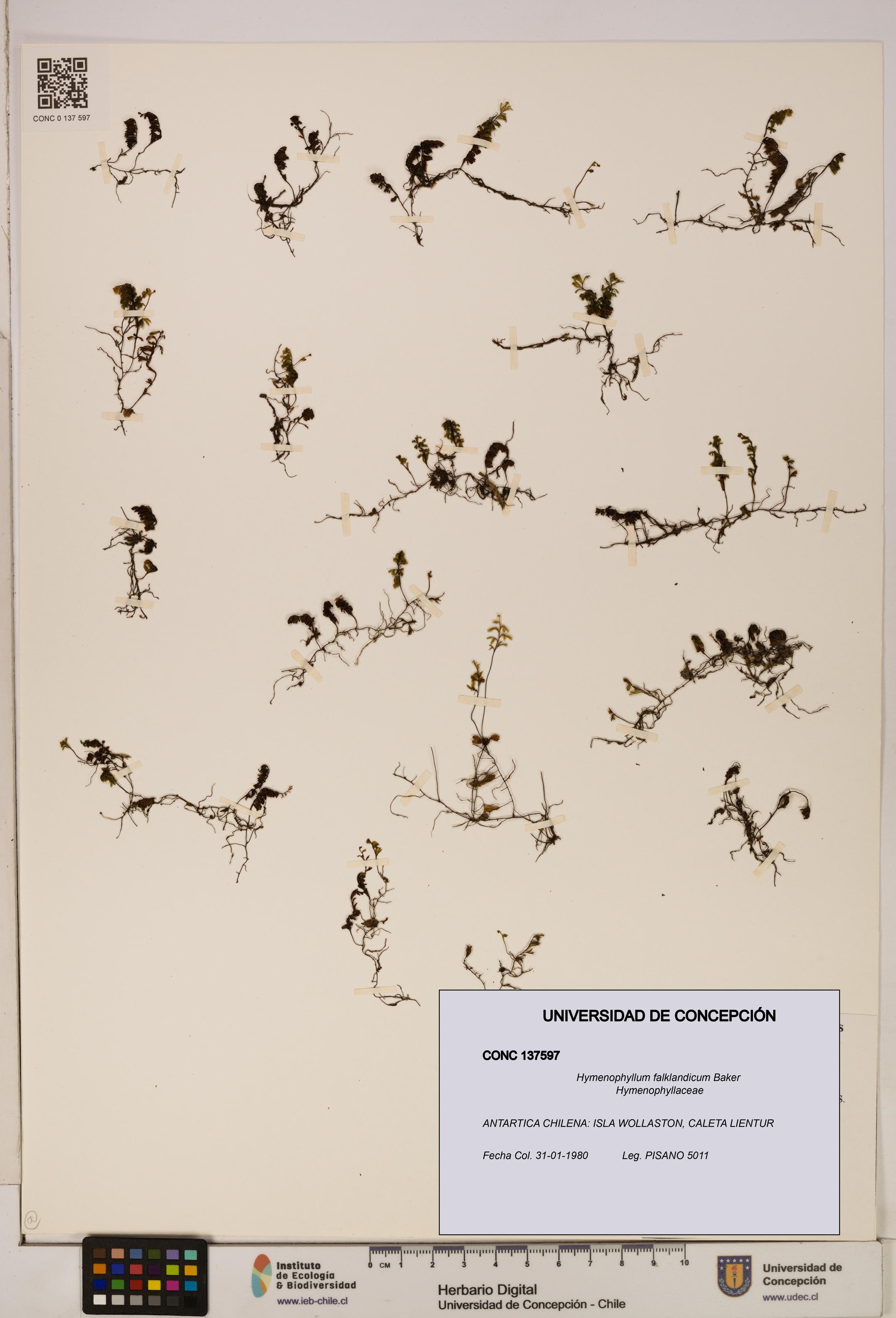 Hymenophyllum falklandicum [Espécimen: UDEC:CONC:0137597]