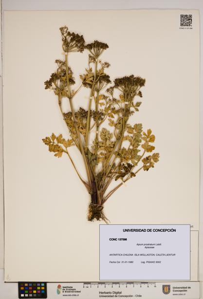 Apium prostratum [Espécimen: ]