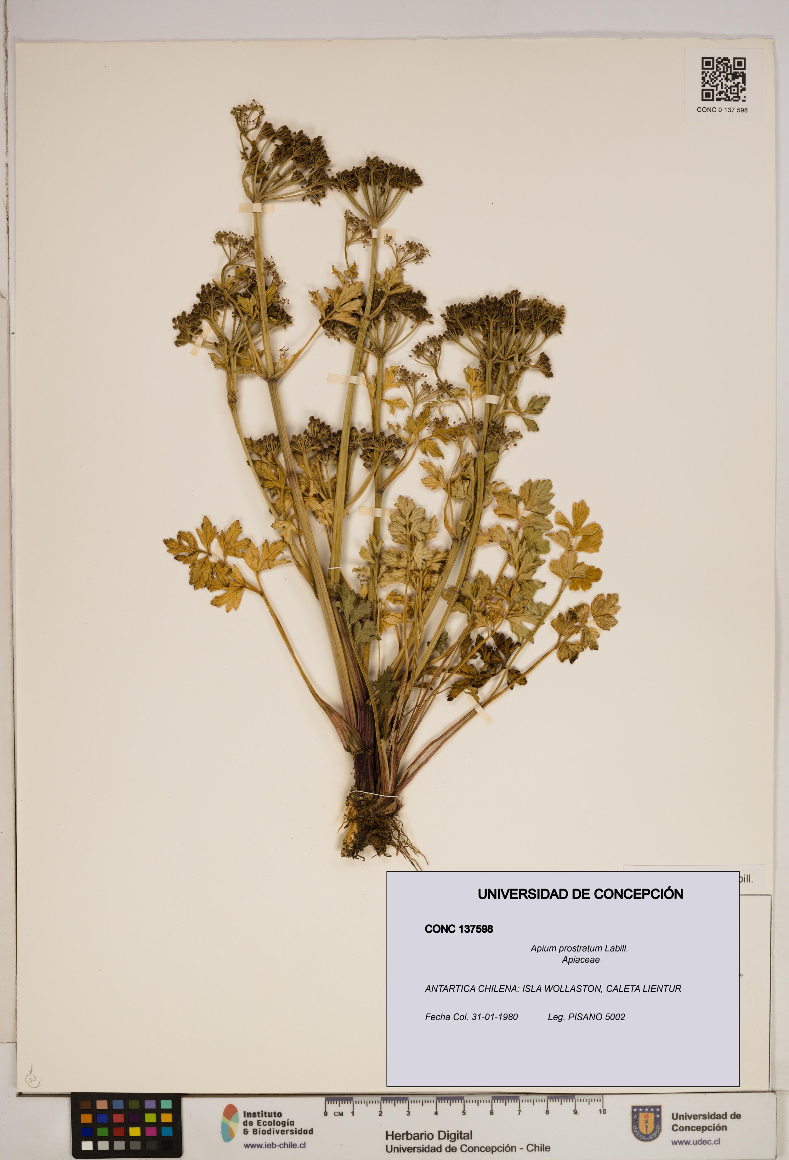 Apium prostratum [Espécimen: ]