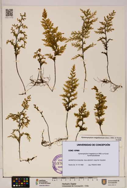 Hymenophyllum magellanicum [Espécimen: ]