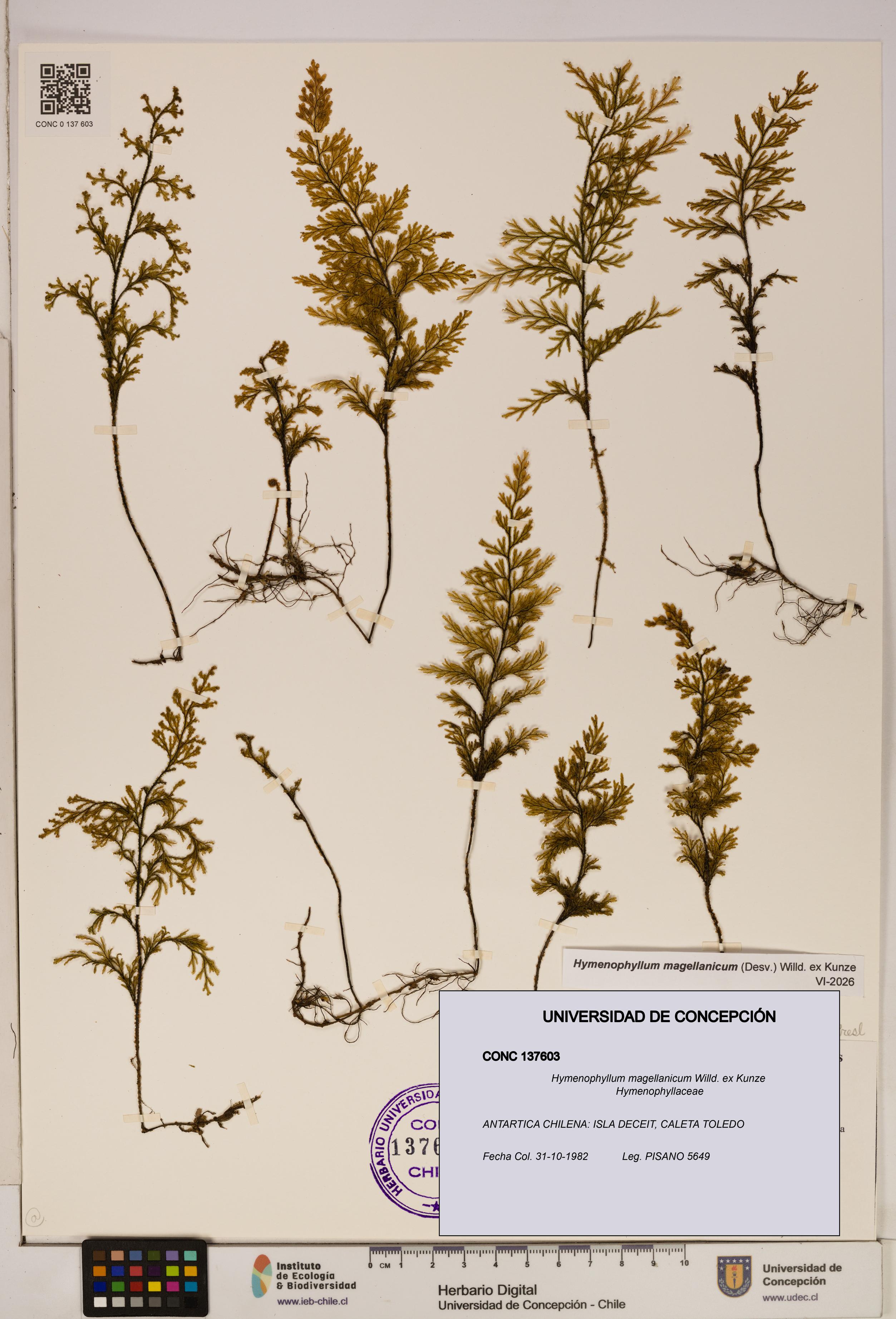 Hymenophyllum magellanicum [Espécimen: ]