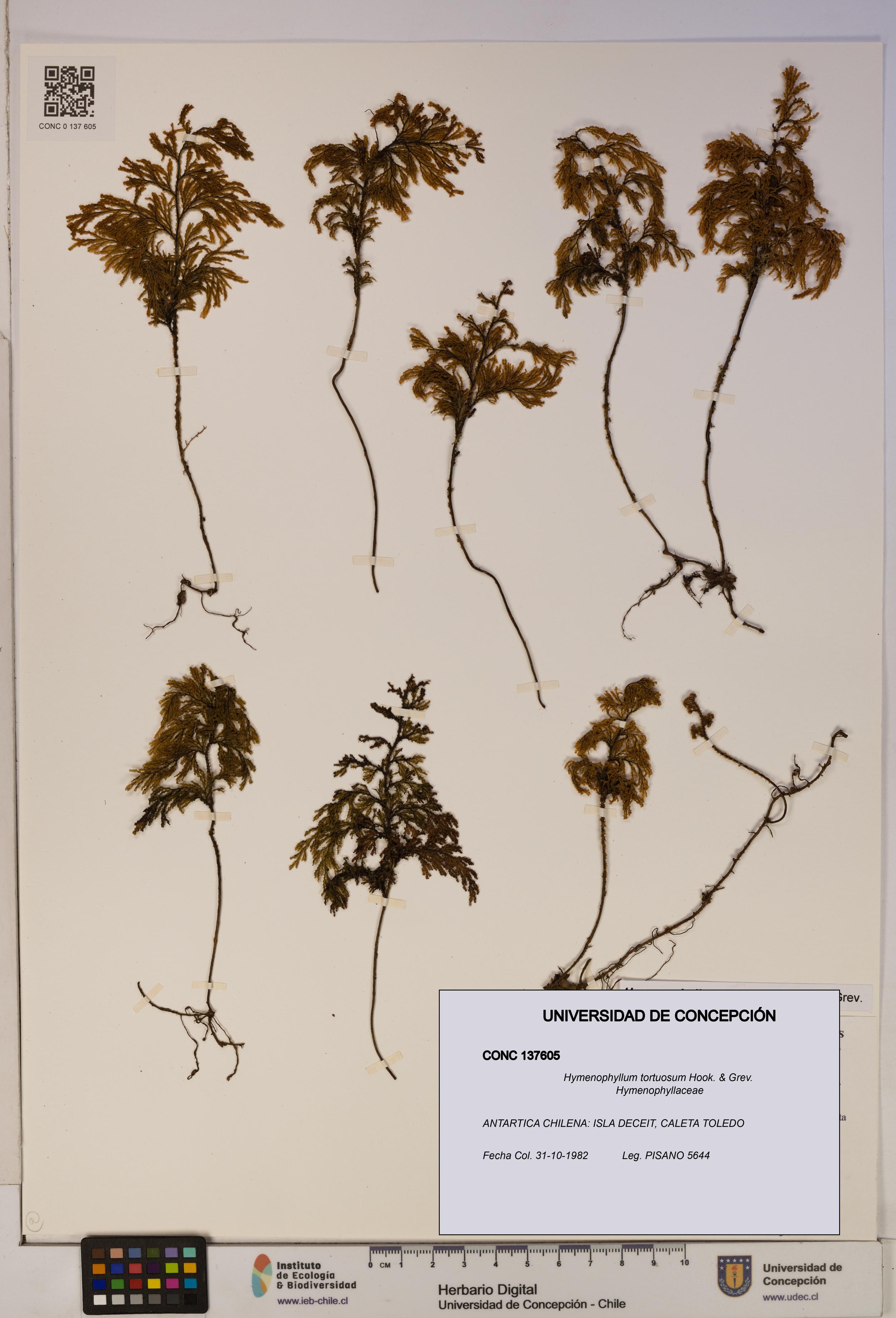 Hymenophyllum tortuosum [Espécimen: ]