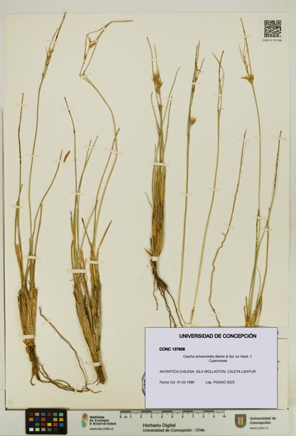 Carpha schoenoides [Espécimen: UDEC:CONC:0137606]