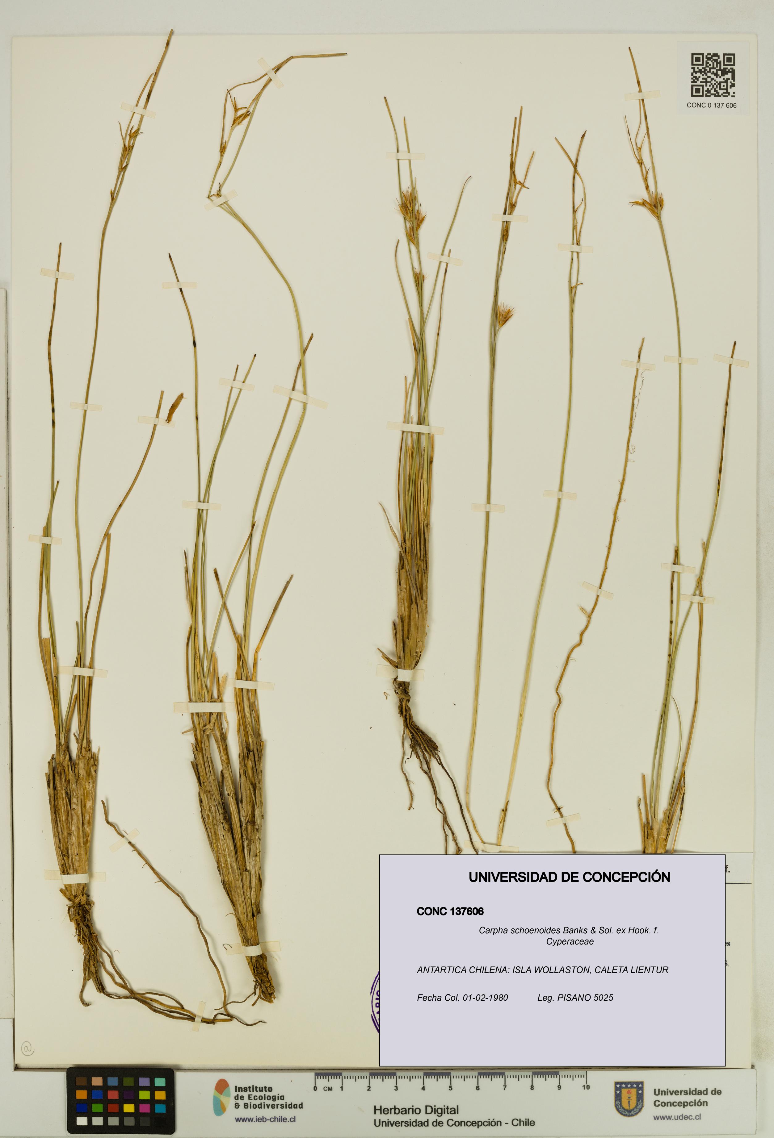 Carpha schoenoides [Espécimen: UDEC:CONC:0137606]