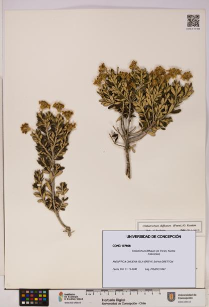 Chiliotrichum diffusum [Espécimen: UDEC:CONC:0137608]