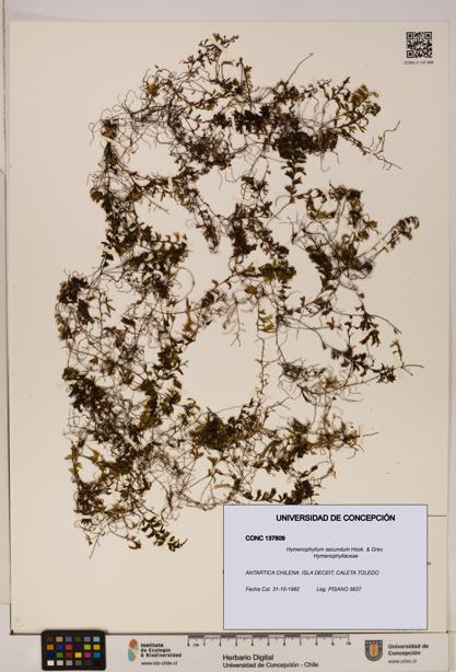 Hymenophyllum secundum [Espécimen: ]