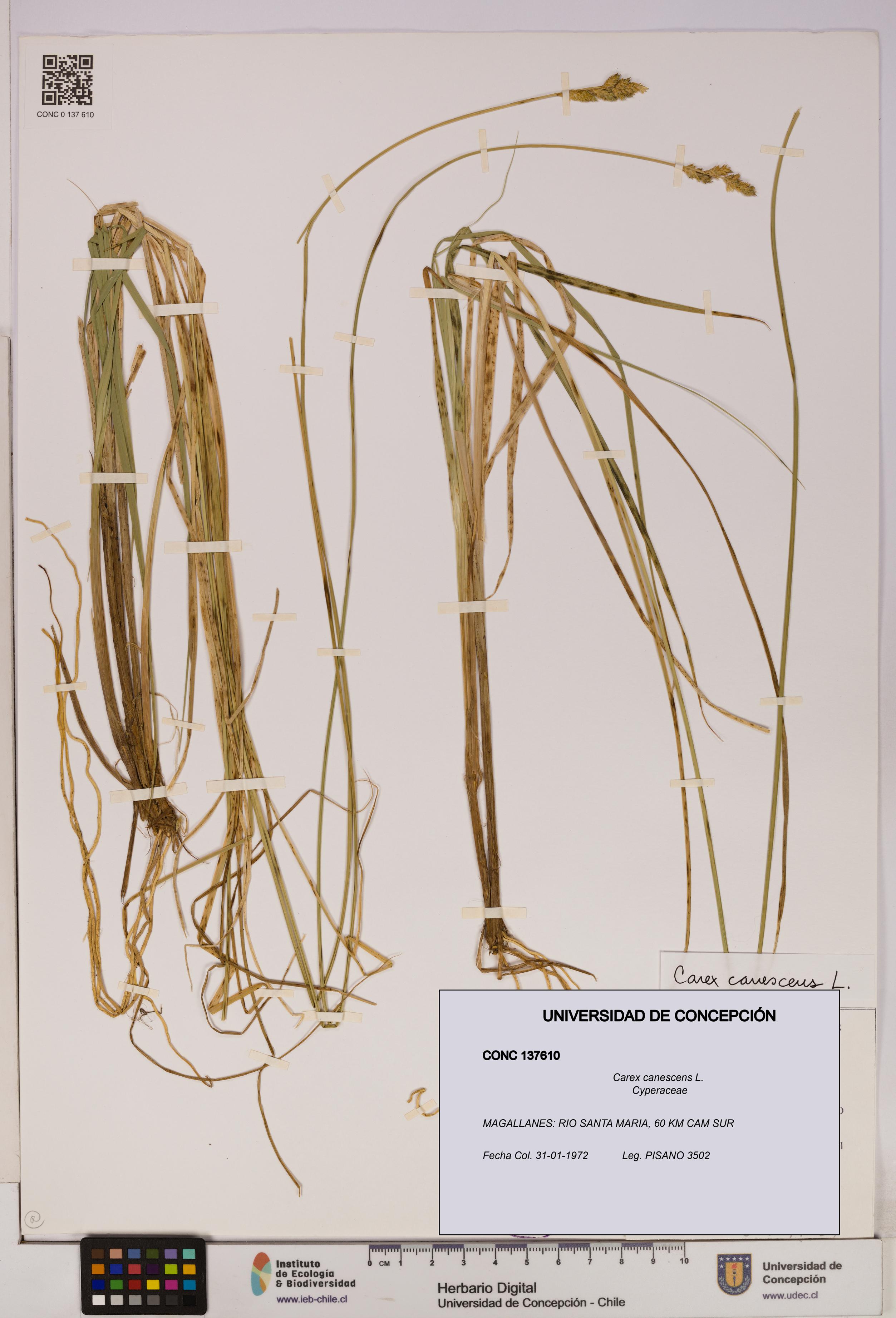 Carex canescens [Espécimen: UDEC:CONC:0137610]