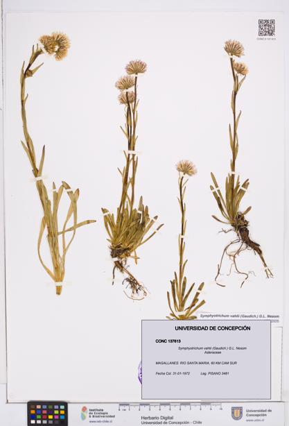 Symphyotrichum vahlii [Espécimen: ]