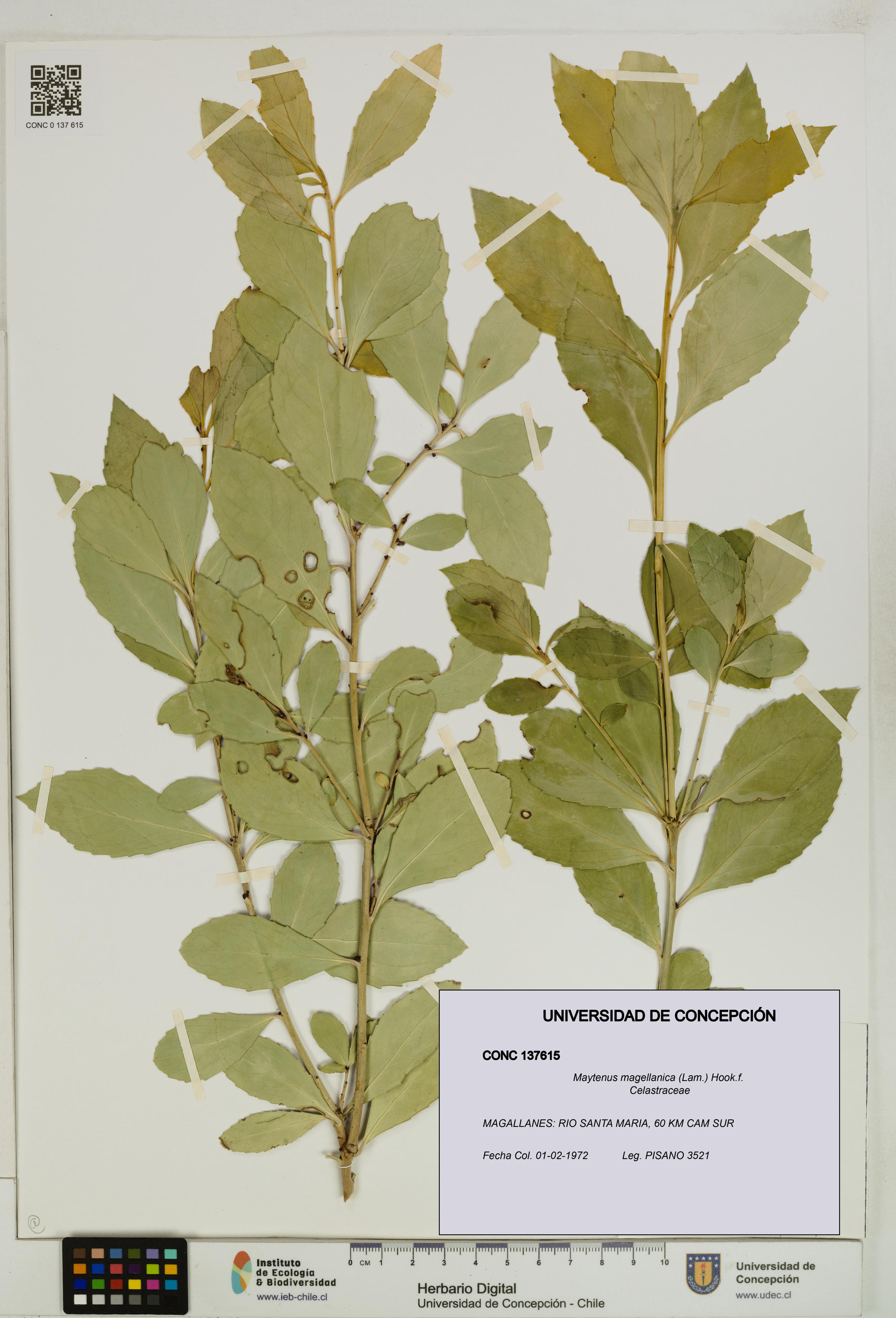 Maytenus magellanica [Espécimen: UDEC:CONC:0137615]