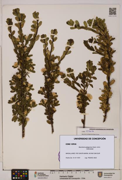 Baccharis patagonica [Espécimen: UDEC:CONC:0137616]