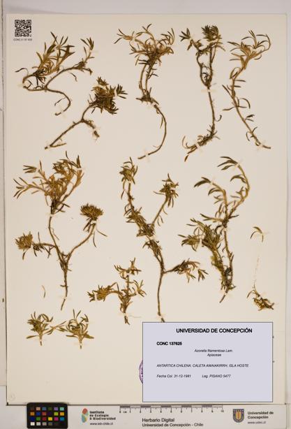 Azorella filamentosa [Espécimen: ]