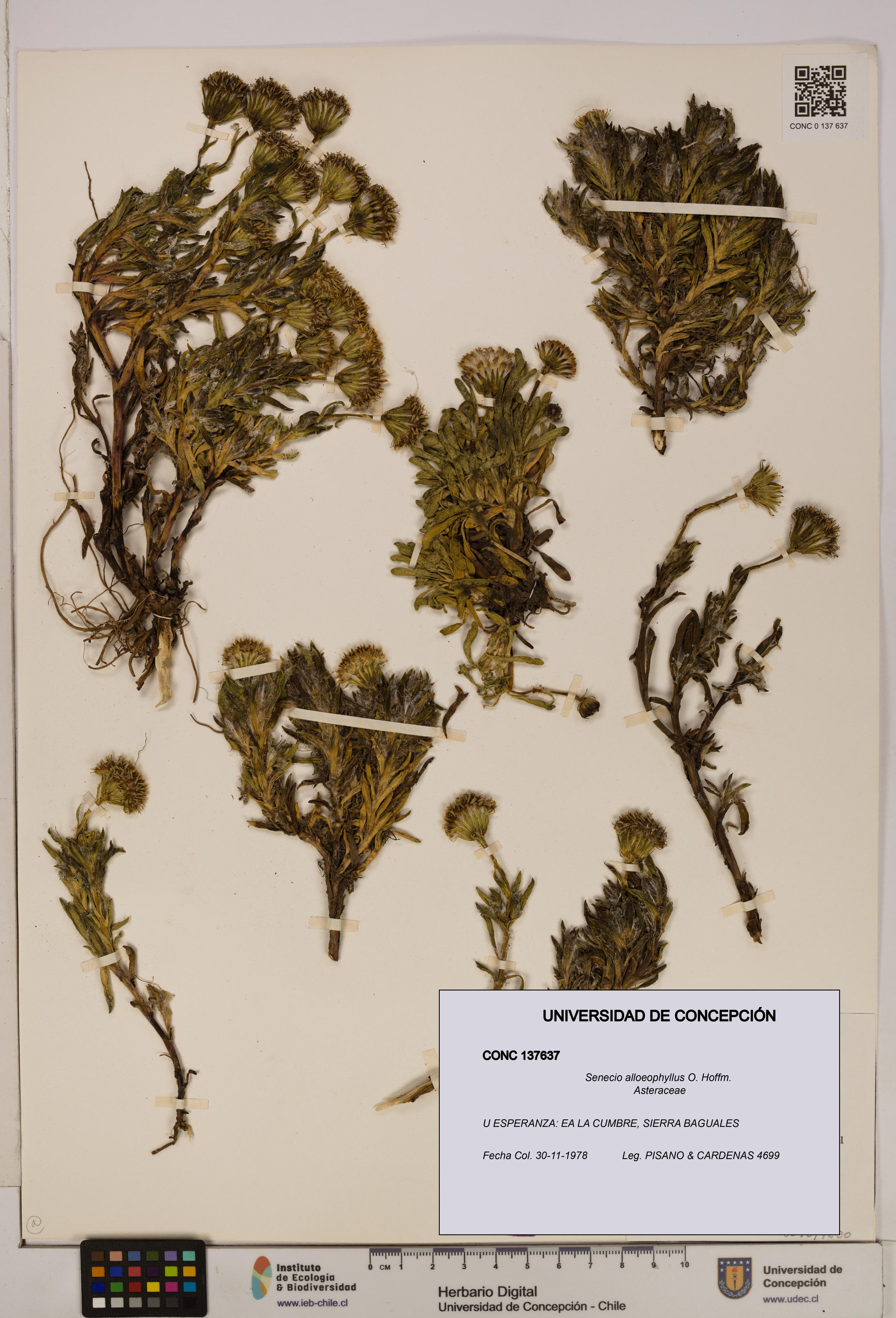 Senecio alloeophyllus [Espécimen: UDEC:CONC:0137637]