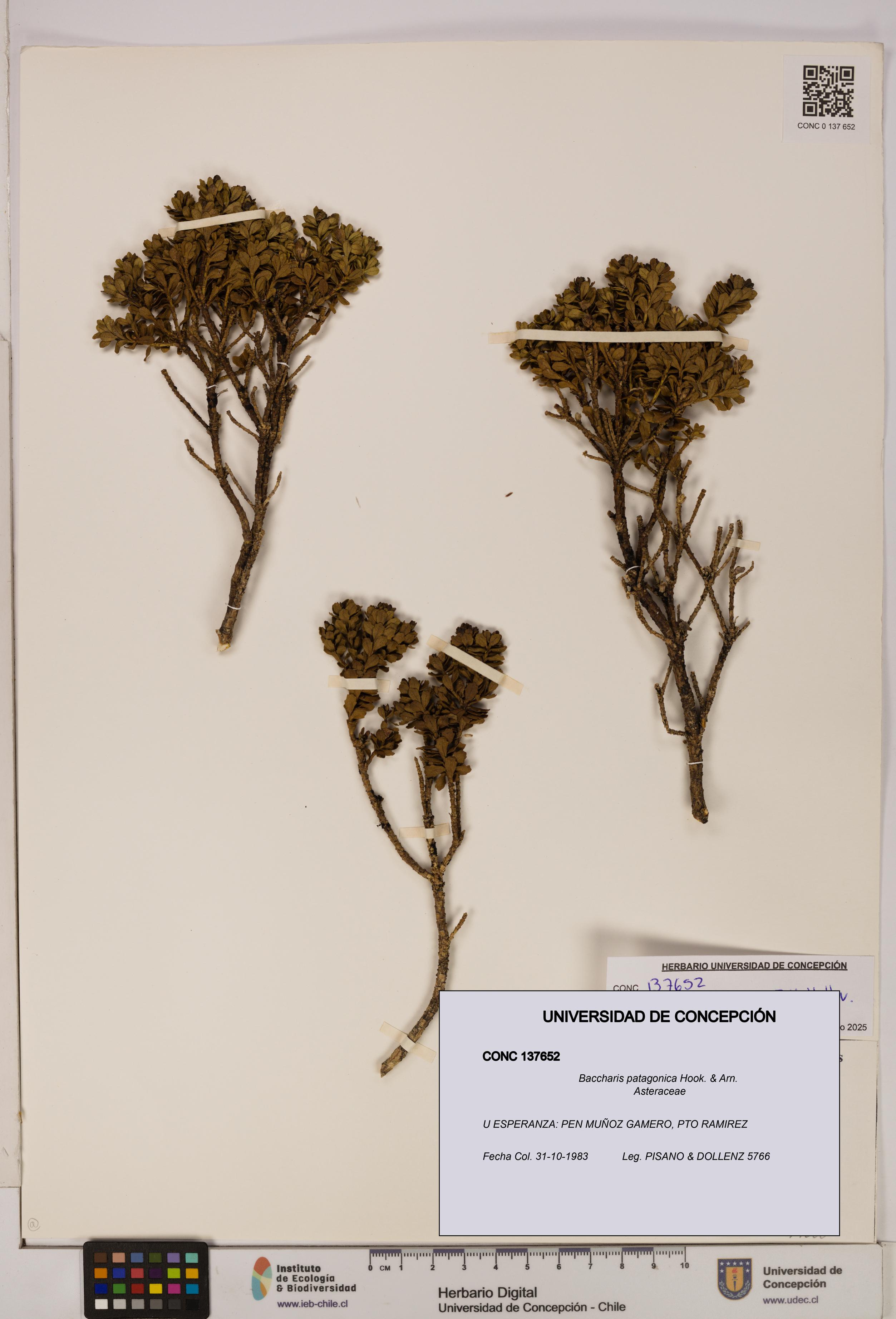 Baccharis patagonica [Espécimen: UDEC:CONC:0137652]