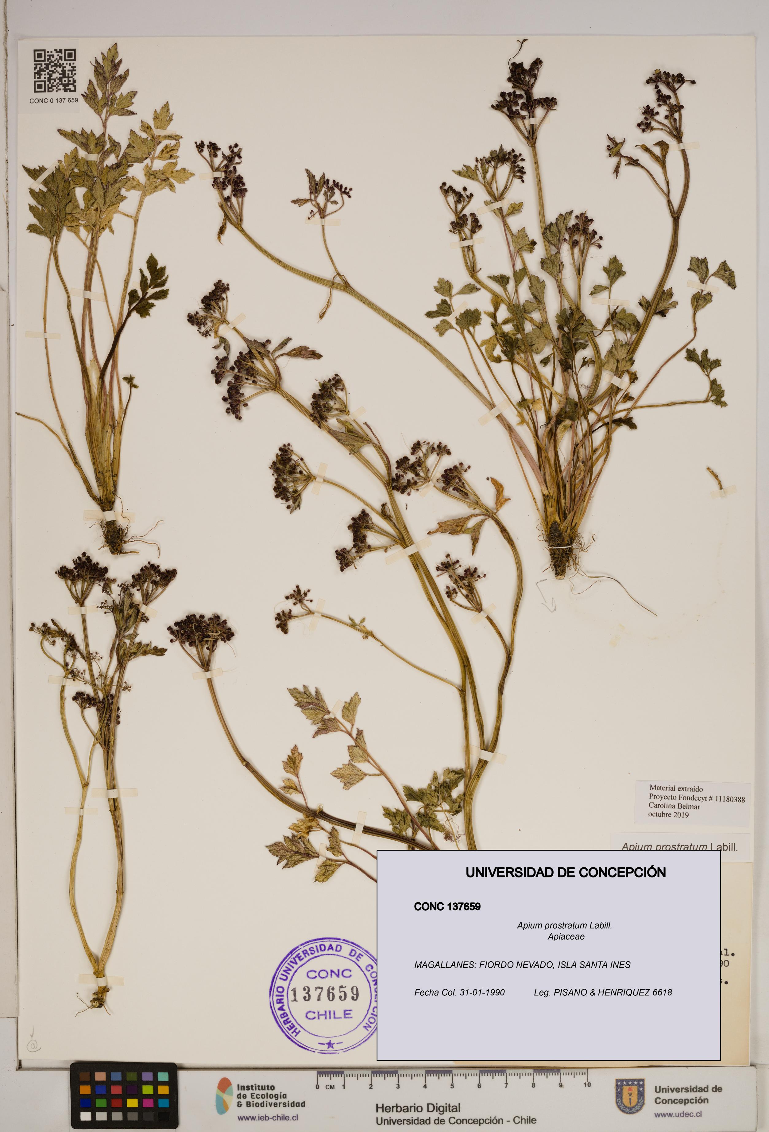 Apium prostratum [Espécimen: ]
