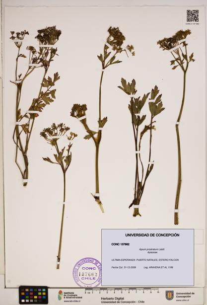 Apium prostratum [Espécimen: ]