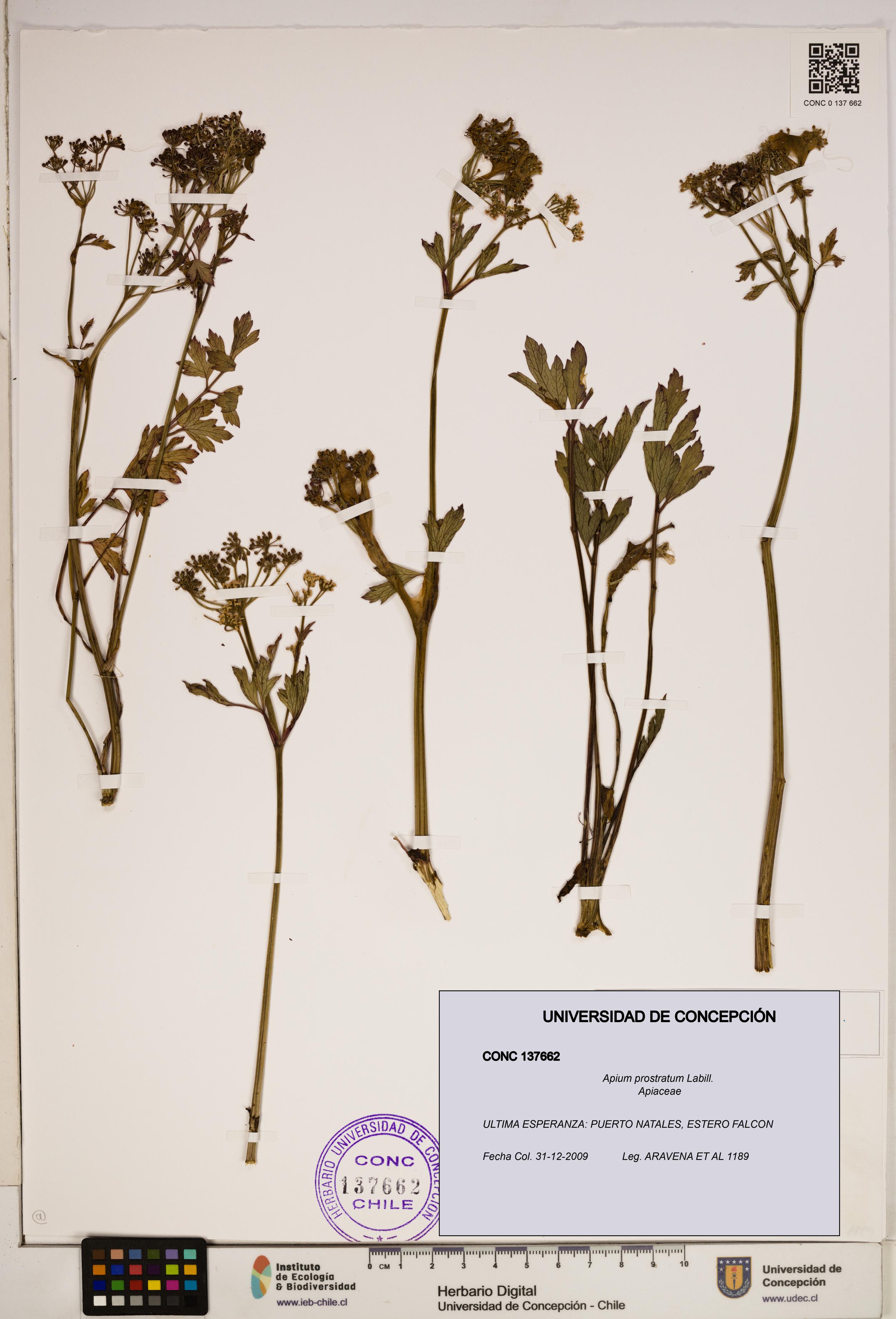 Apium prostratum [Espécimen: ]
