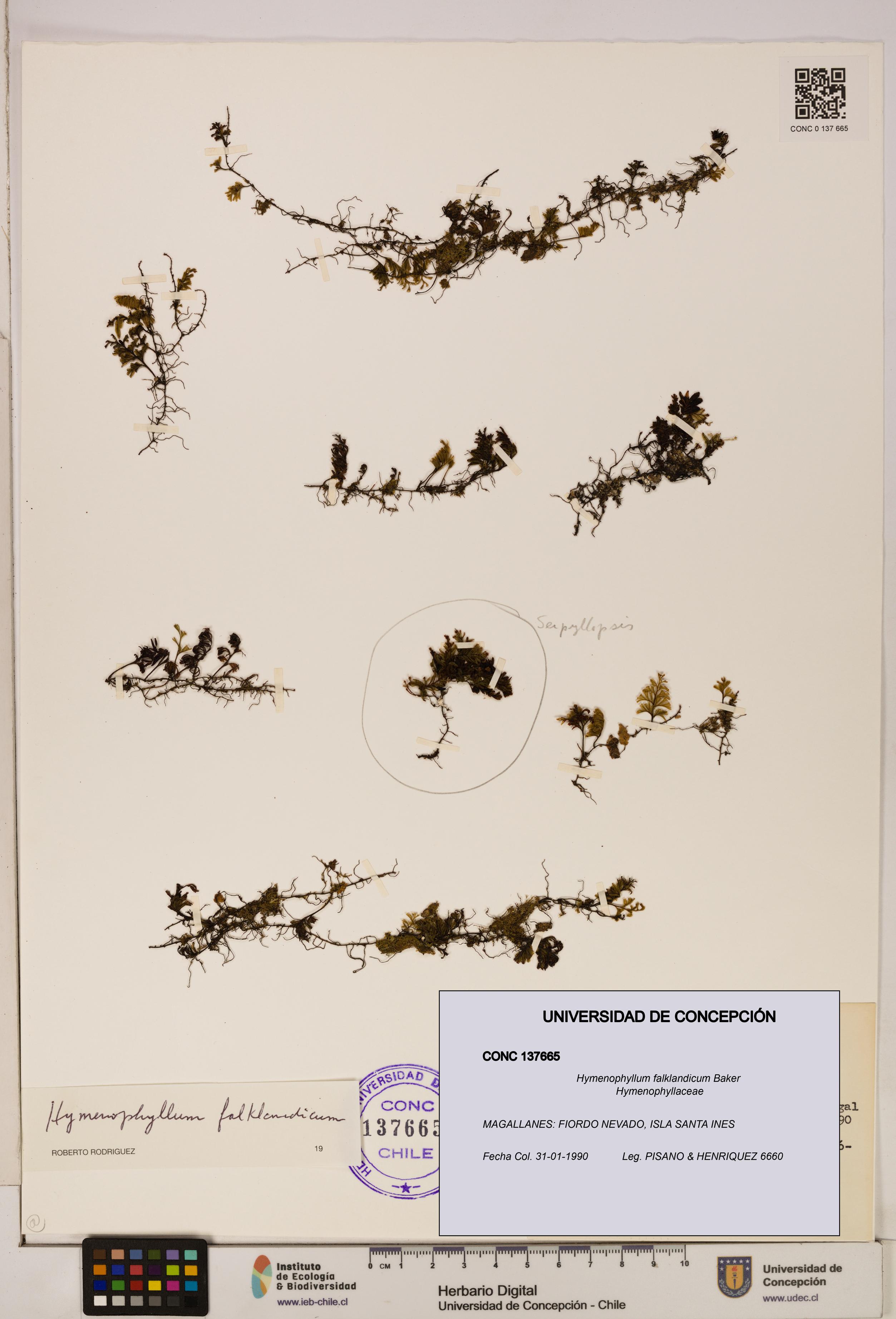 Hymenophyllum falklandicum [Espécimen: UDEC:CONC:0137665]