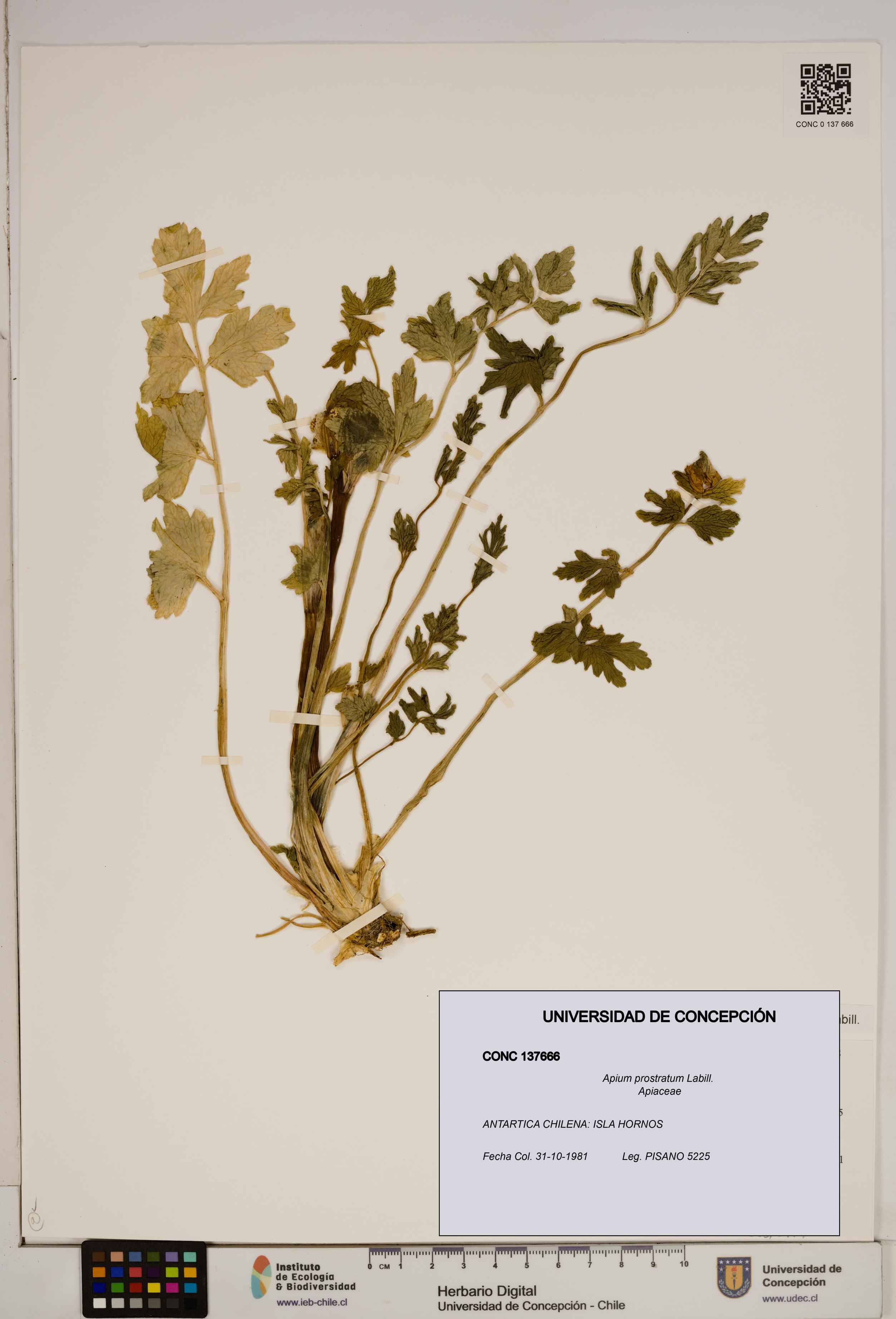 Apium prostratum [Espécimen: ]